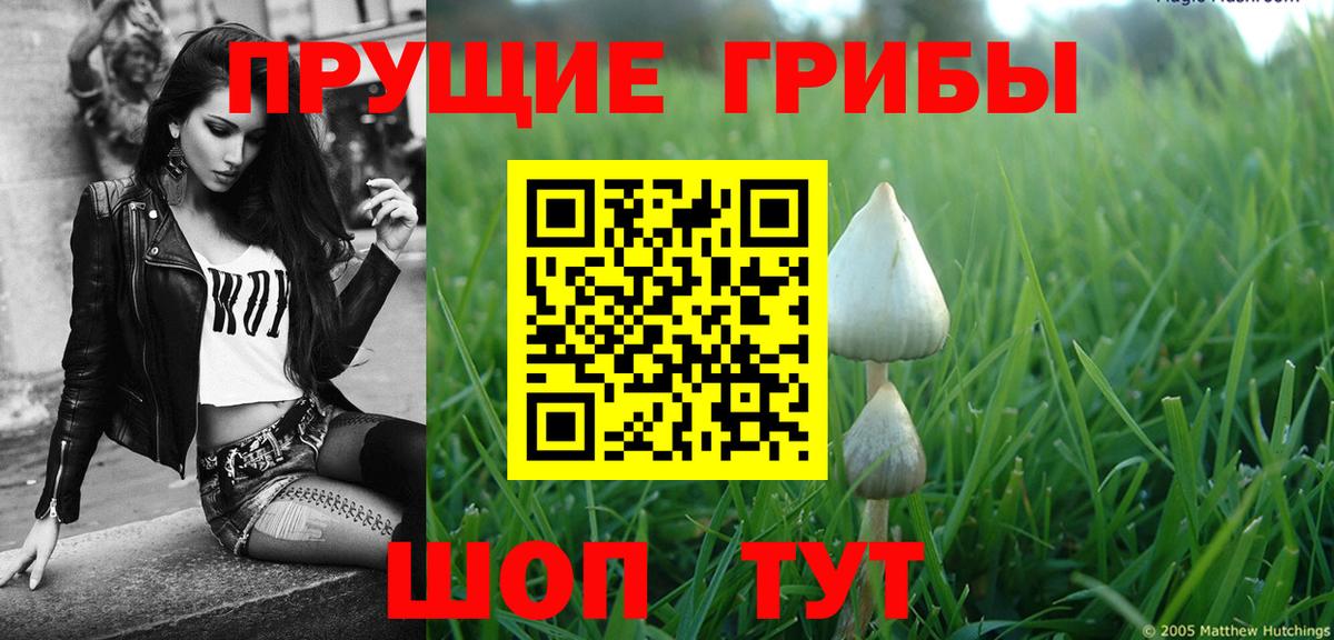 Галлюциногенные грибы Psilocybe  Чернушка  Псилоцибиновые грибы Psilocybe 